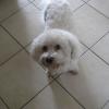 Pepe wants some turkey!