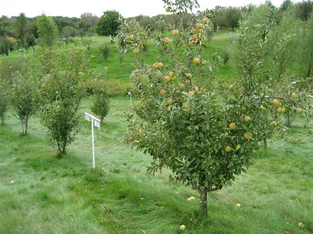 Apple Orchard &amp; Game Day
