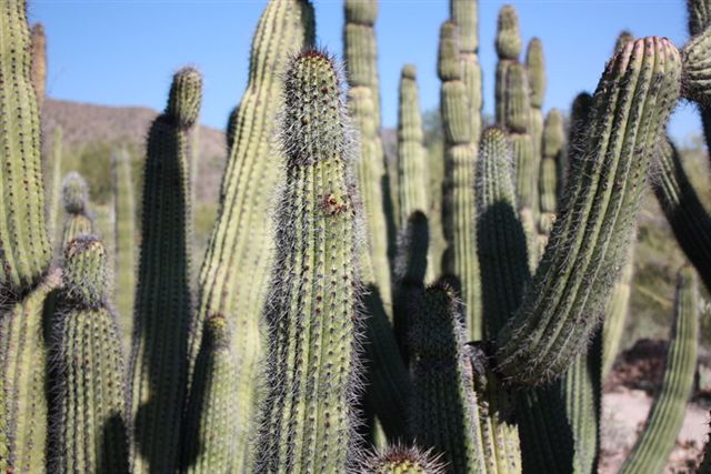 Arizona-Sonora Desert Museum