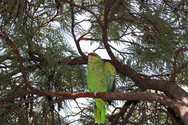 Arizona-Sonora Desert Museum