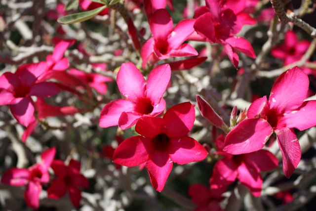 Arizona-Sonora Desert Museum