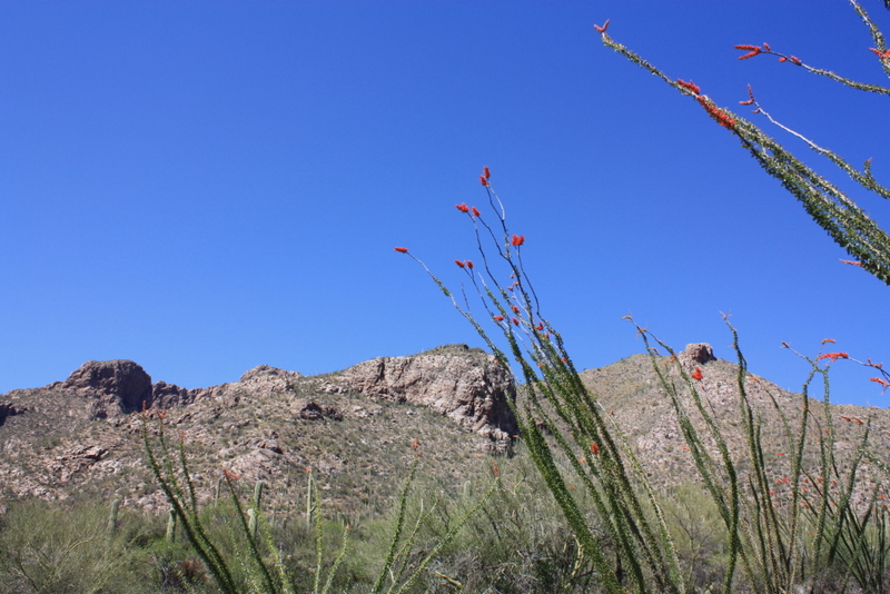 Pima Trail